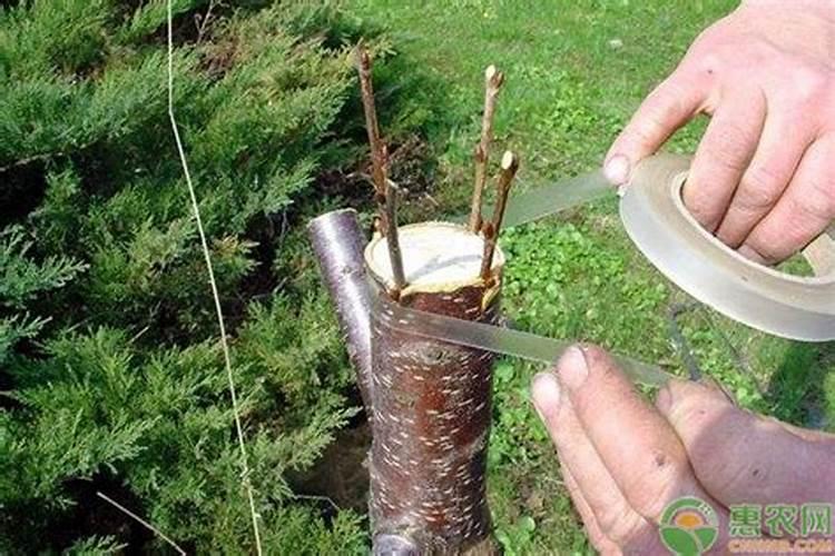 苹果用什么水溶肥好