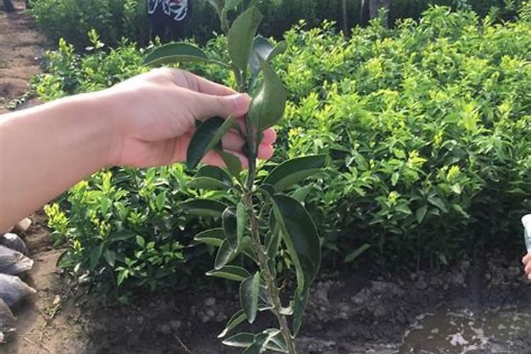 果树施硼肥怎么操作？果树施硼肥有什么用？