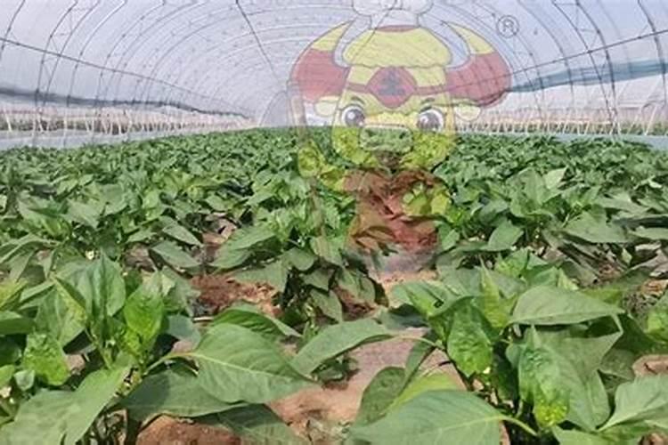 硝态氮对植物根有影响吗？为什么会出现果树烂根的症状？