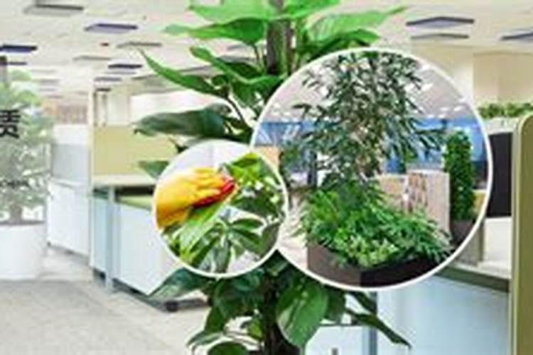 叶面肥价格一般是多少 如何选购好用的叶面肥料