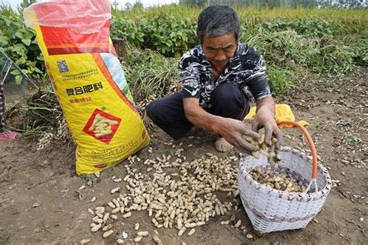 碗莲可以种在鱼缸里吗,不可以(会导致鱼类死亡)