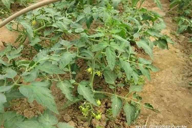 黄腐酸钾是钾肥吗,附使用方法和注意事项