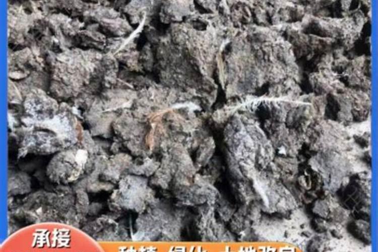 花叶子发黄怎么解决