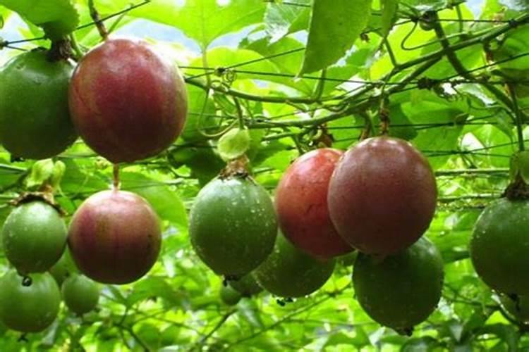 百香果施什么肥料最好