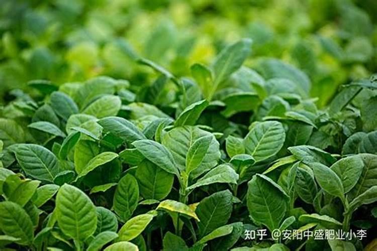 含腐植酸水溶肥料有什么功能和普通水溶肥有区别吗？