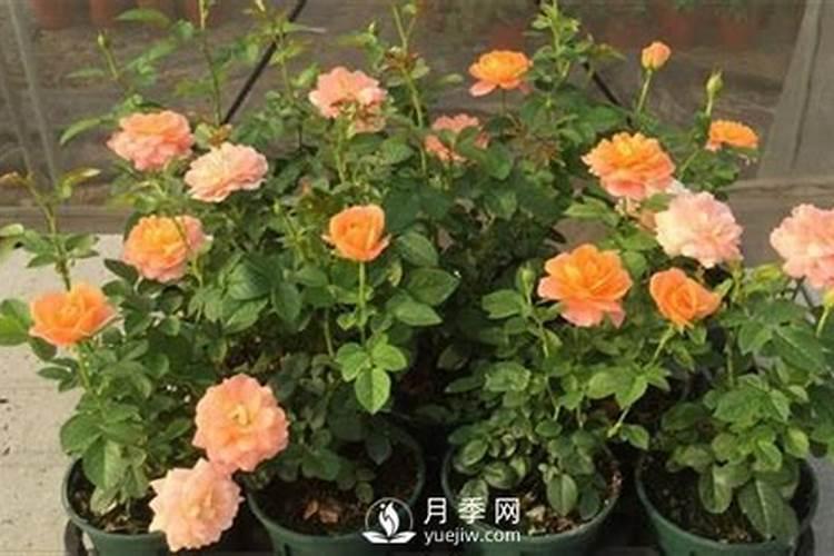 小番茄409结果期用什么肥料