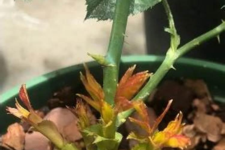 月季换盆后多久施肥 月季换盆后何时施肥？