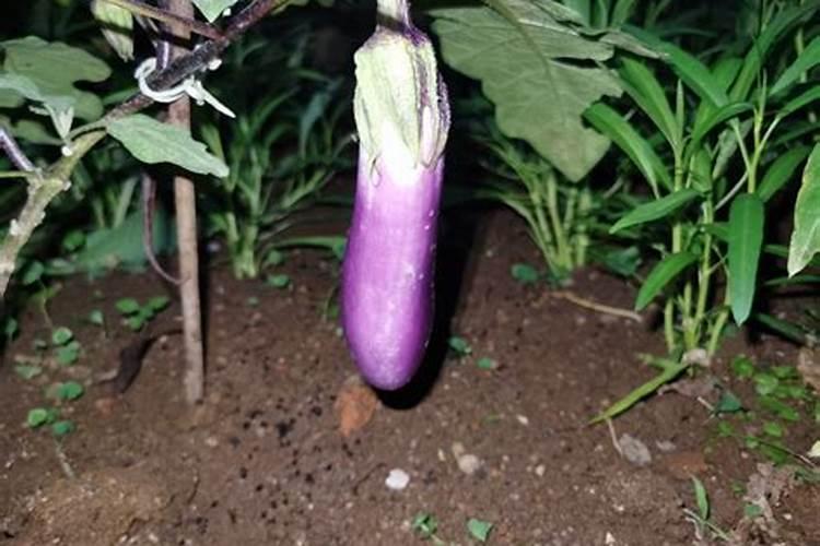 在雨季茄子容易出现烂果,该如何防治呢？