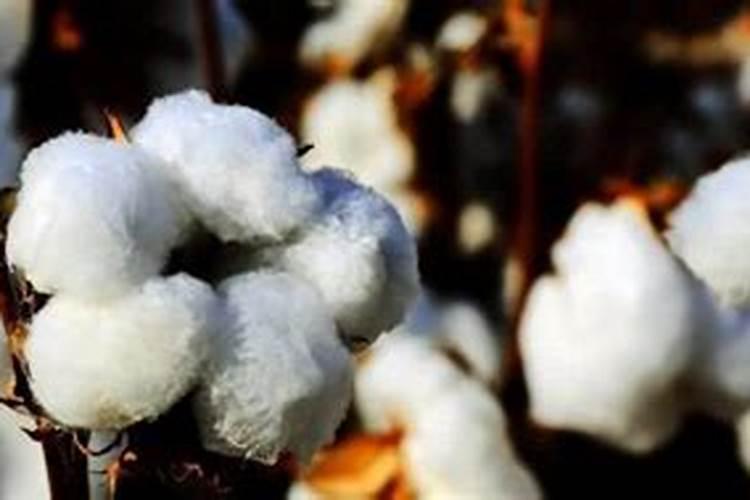 为什么粉砂性土壤适合种棉花