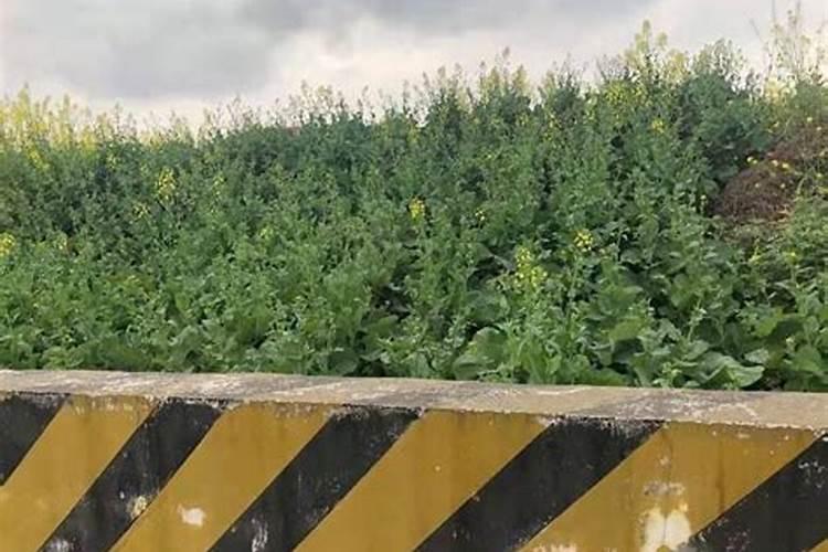 油菜苗可以喷叶面肥吗