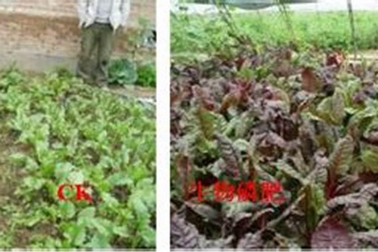果子在上色期了用什么肥能快速上色？邻居介绍有叫什么有机氟高磷钾...