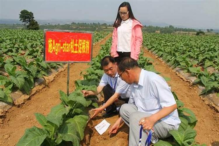 资中明星柚土肥水管理