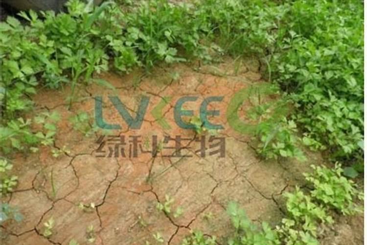 土壤板结的原因是什么