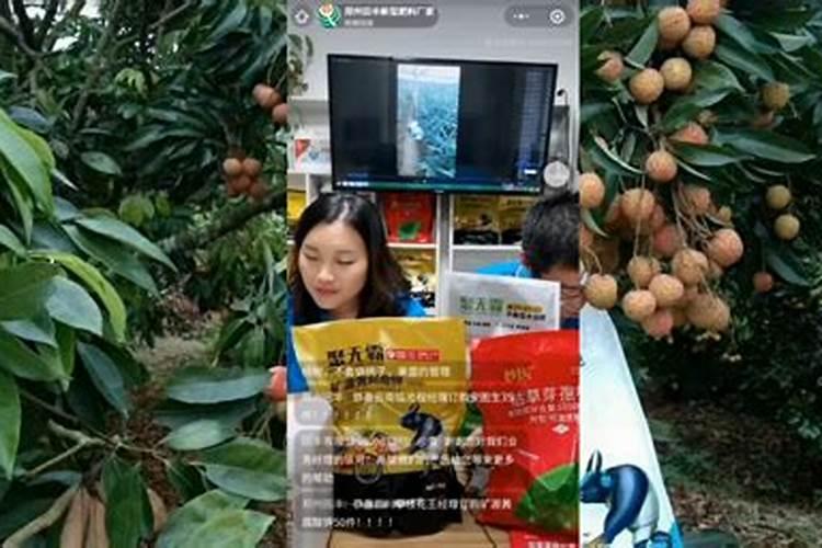 用什么叶面肥可以使荔枝熟得颜色好