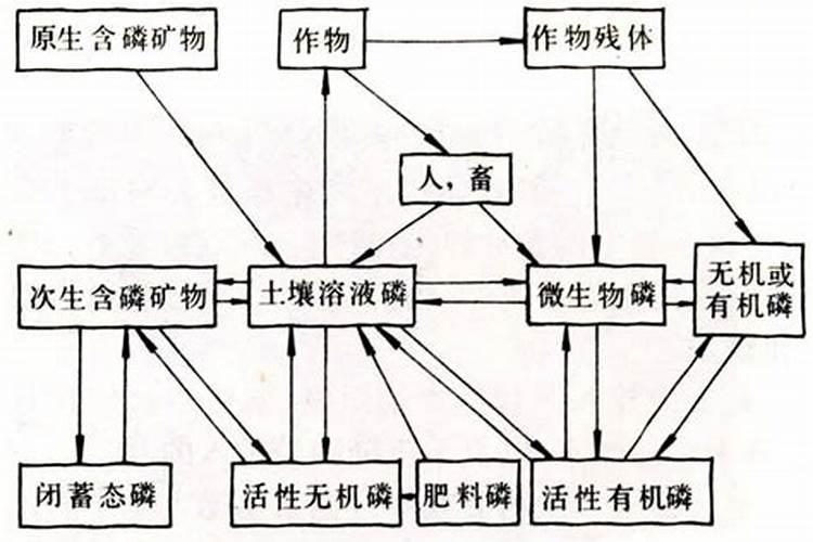 常见的磷肥有哪些？