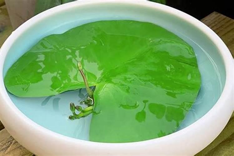 碗莲多久施一次肥 用什么肥料比较好