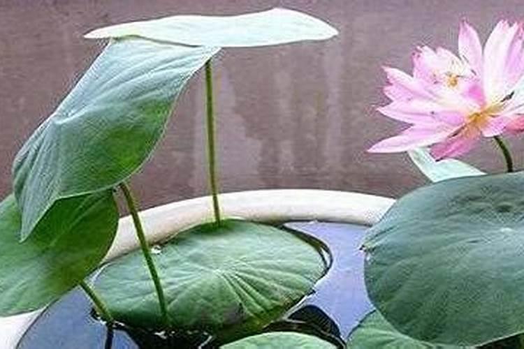 碗莲的养殖方法和注意事项