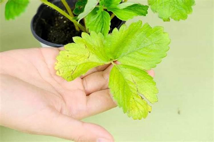 核桃树上的碰到很刺痒的虫子用什么药治？