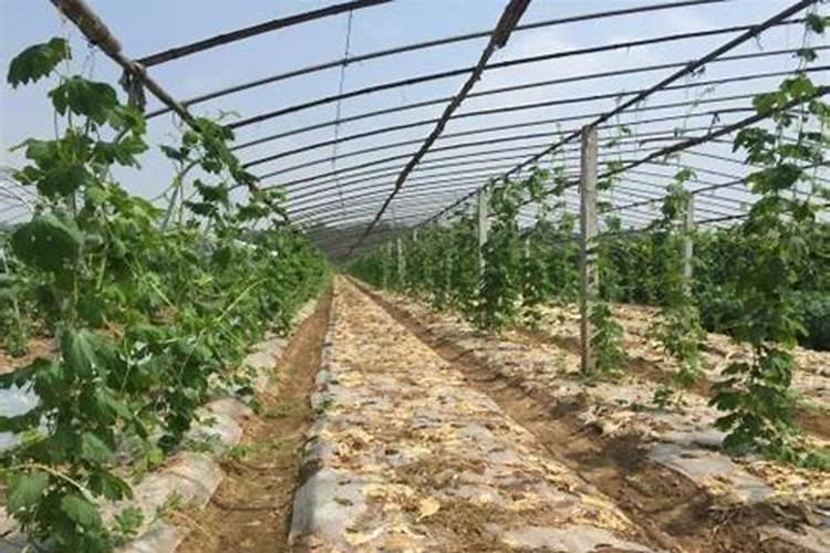 桉树三年可以收成吗