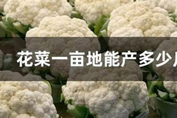 矿源黄腐酸钾和生化黄腐酸钾两者区别大吗？