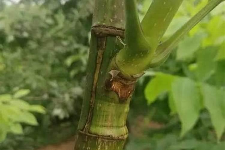 樱桃树水溶肥的使用方法