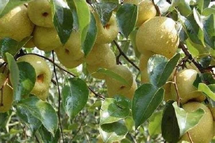 水溶性肥料和其他肥料有何区别？