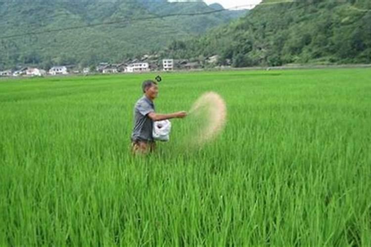 什么是氮肥 氮肥有什么作用