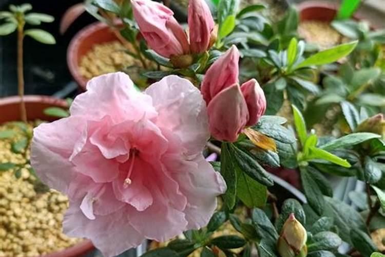 杜鹃花春季怎么养