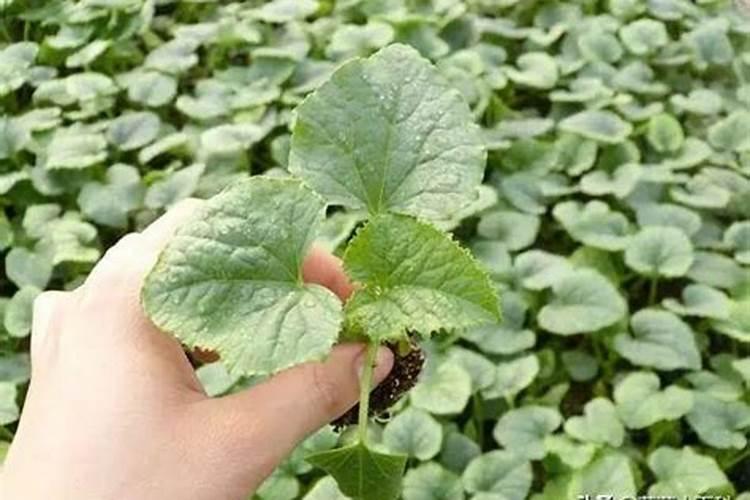 吃水瓜有什么好处？