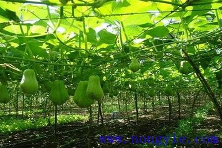 稻黄金叶面肥什么时候用