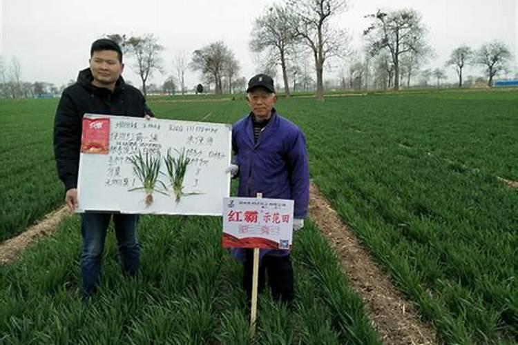 芝麻什么时候追肥合适