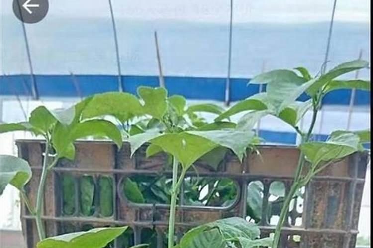 怎样让果实快速膨大？