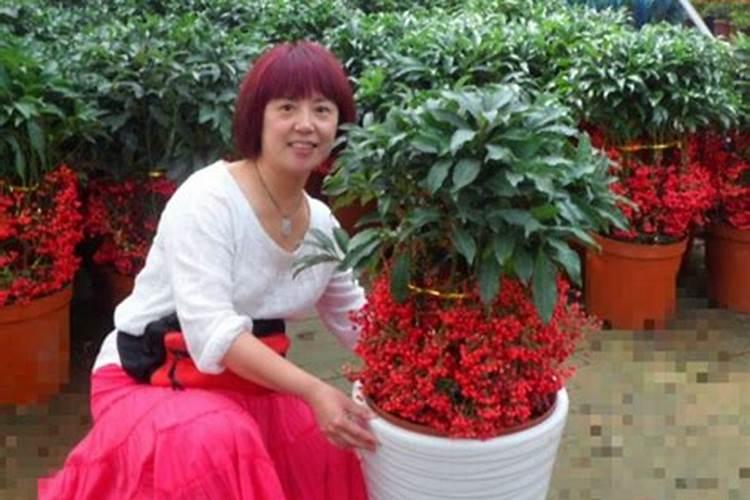 金玉满堂花怎么养才能开花结果