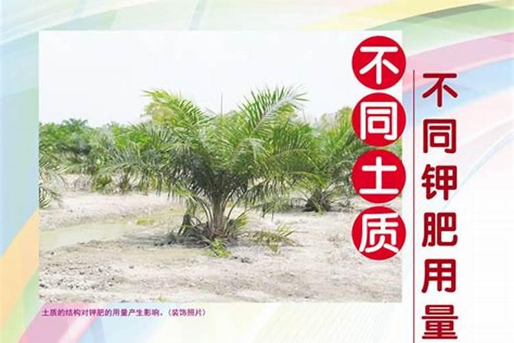 仙客来的冬天养殖禁忌