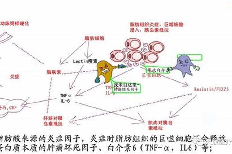 第一信使和第二信使的区别？