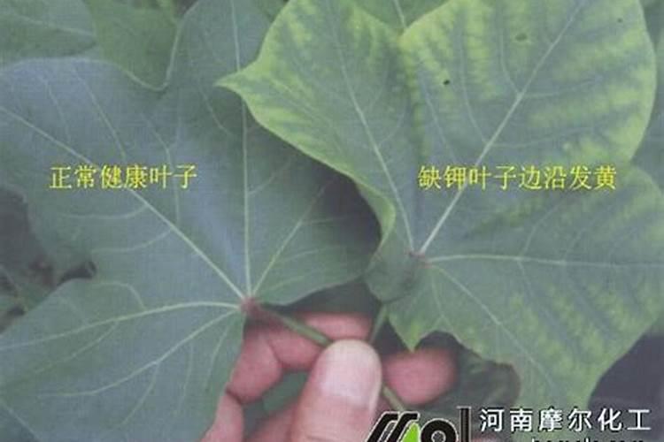 植物缺钾怎么补充？用什么肥补钾效果好？