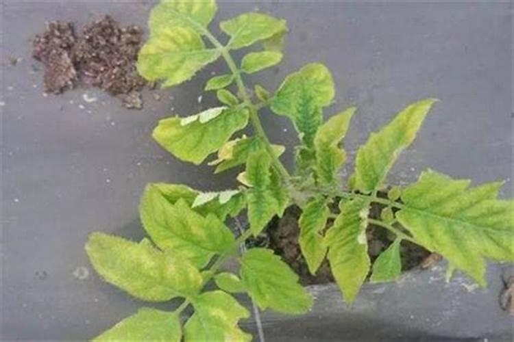 芹菜抗重茬的是什么药拜托各位大神