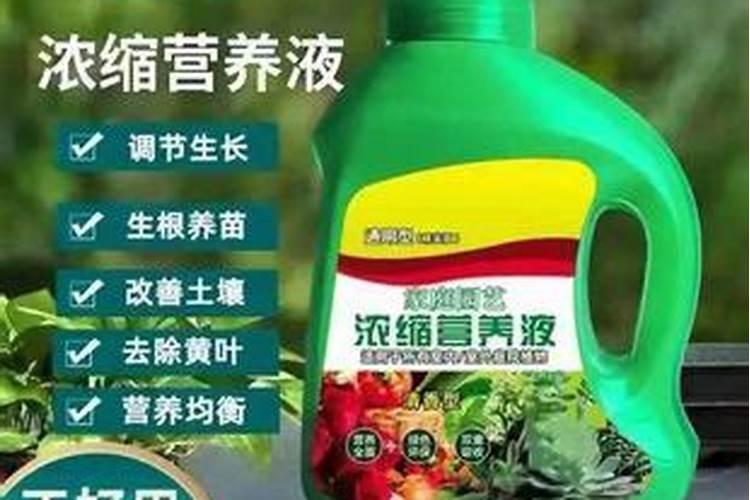 芦笋打什么药好