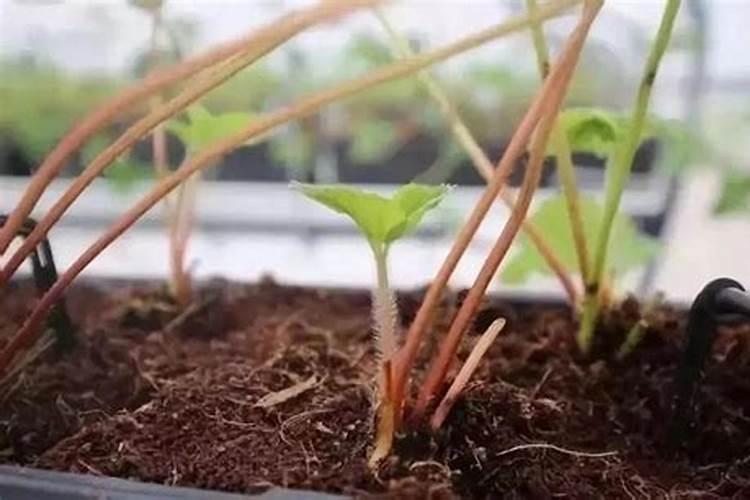 同样是氮肥,尿素、碳铵、氯化铵分别对农作物有哪些作用？