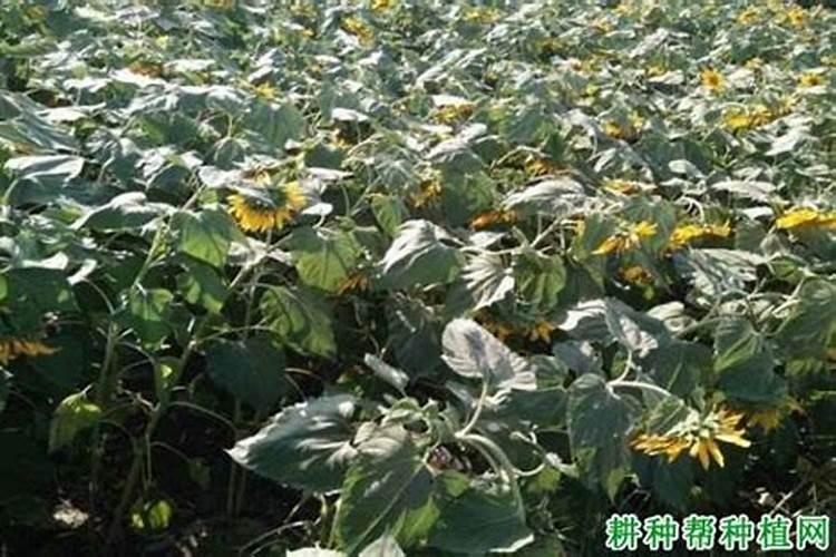 葵花种子的种植方法