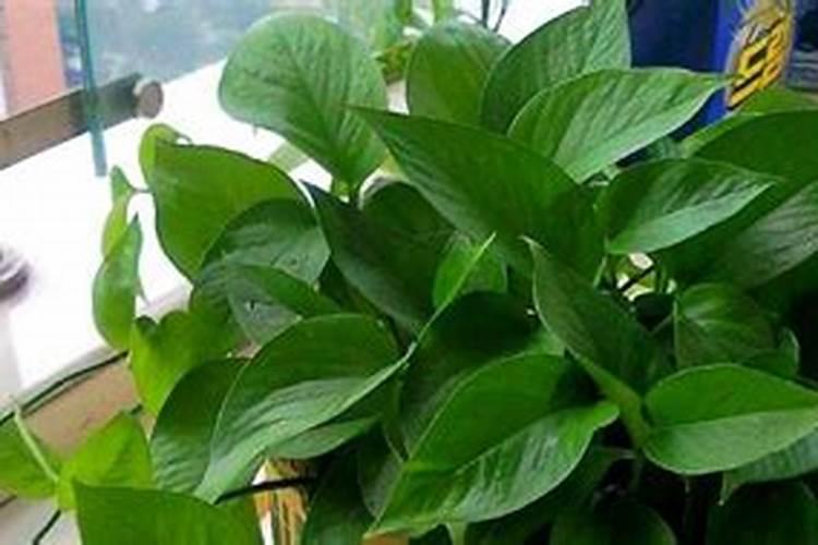 110米种一条黄豆,能打多少豆子？