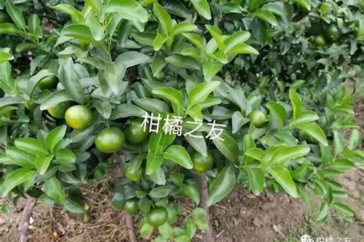 柑橘7月施什么肥