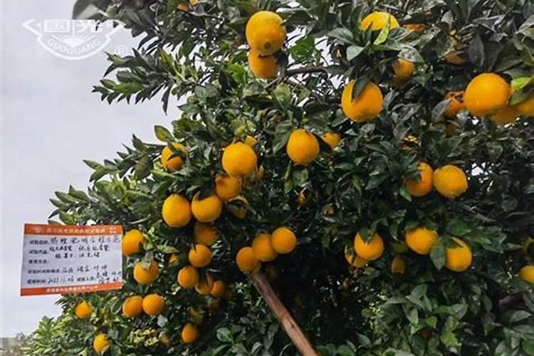 柑橘膨大期用什么肥