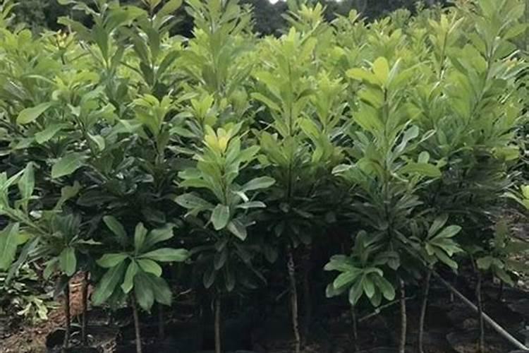 茶花施什么肥料最好