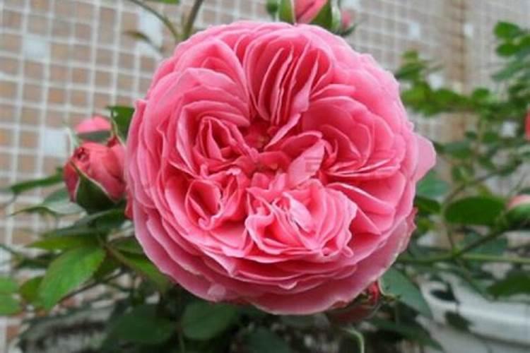 三角梅如何控水促花