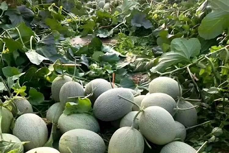 哈密瓜常年重茬用什么肥料基肥？
