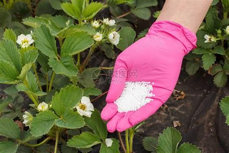 绿豆植物的生长规律是怎样的？
