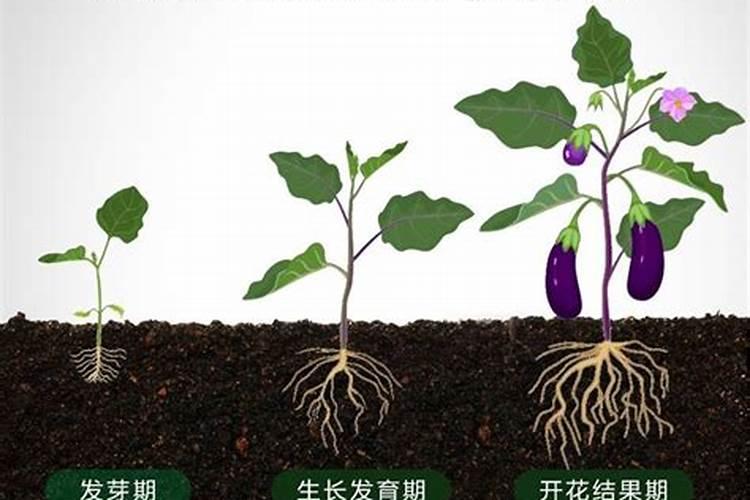 硼在种黄瓜时怎样使用？