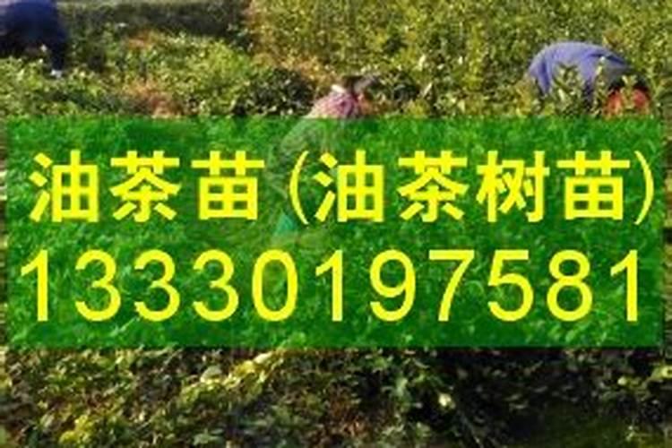 油茶专用肥站稳脚跟不容易