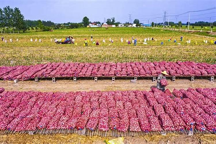黑松刚换盆土可以喷叶面肥吗？